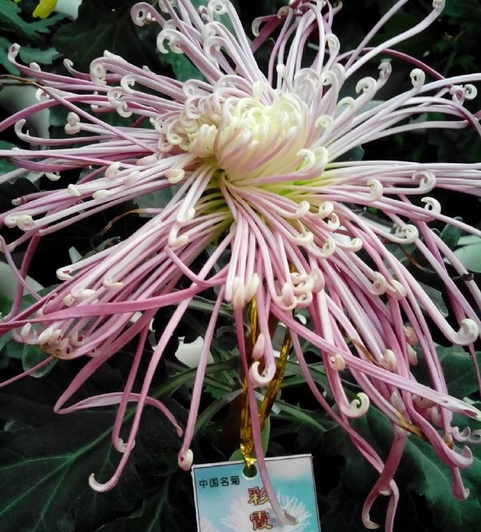  玫瑰■如果你喜欢玫瑰，最好留一壶云霞露影的《珍品名菊》，像花蝴蝶、翩翩飞舞