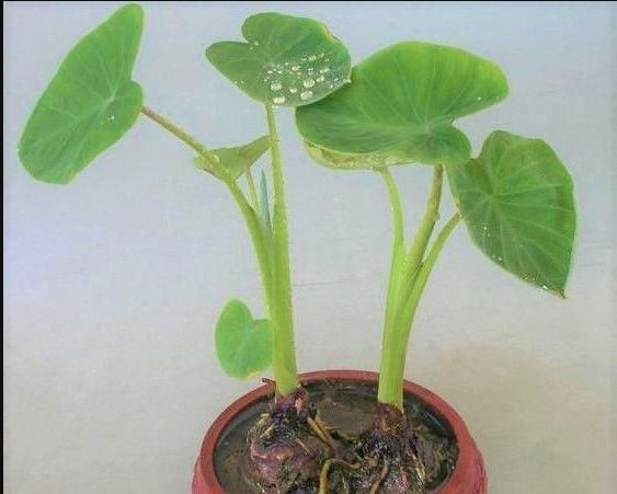  「芋头」一种盆栽叶似荷叶，形似滴水观音，既观赏又能食用，可谓两全其美