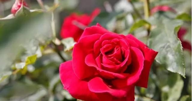 玫瑰花:玫瑰花枝怎么插容易活
