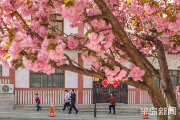  模式■同安路樱花小镇开启花海模式 花朵接连成片娇艳绽放