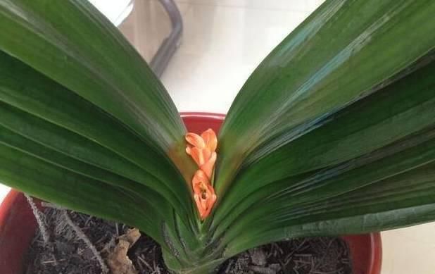  『温度』跟小妹这样做，君子兰年年开花不夹箭