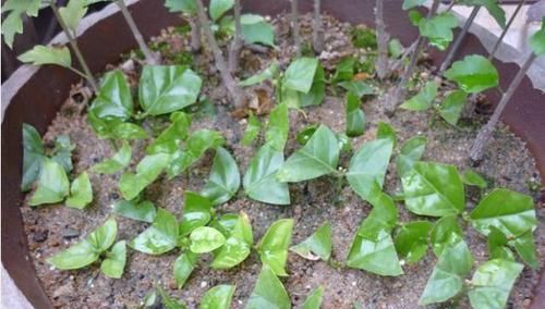  『软木质』茉莉花不用去花店买了，随便剪个枝条就可以养一盆