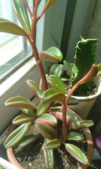  植物■一种植物叫欢乐豆，模样像把大砍刀，阳台养棵真有趣！