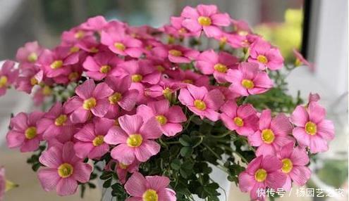 『适合』适合懒人养的4种花,阳台盆栽上几盆,养出爆盆,轻松变花海