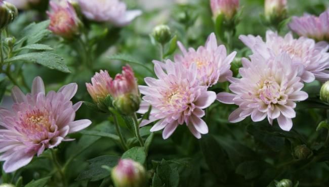  『好运』3种“好运”花快来养一盆，花开漂亮花期长，好运财运一起旺