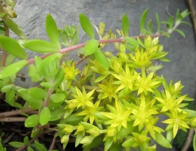  『特别』朋友到花市买这8种盆栽植物，长得特别旺盛，比养绿萝还简单
