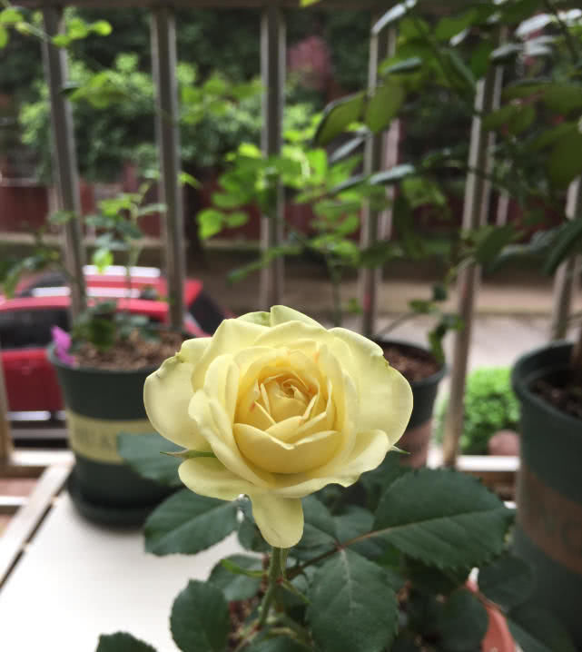  值得@最值得入手的盆栽花，植株低矮且养护容易，最重要的是花朵超漂亮