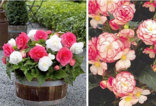  『夫妻海棠』最恩爱的草花，姿色不输牡丹、月季花，双双对对、天长地久一起开