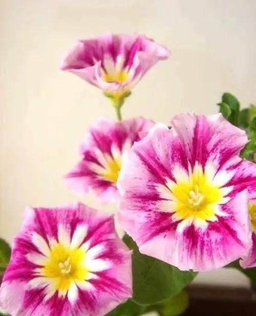  『排水良好』推荐一花多色的5种植物，缤纷多姿