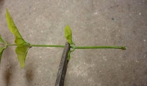  『软木质』茉莉花不用去花店买了，随便剪个枝条就可以养一盆