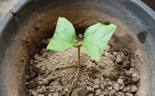  『软木质』茉莉花不用去花店买了，随便剪个枝条就可以养一盆