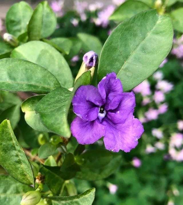  [家里]三月, 家里的植物