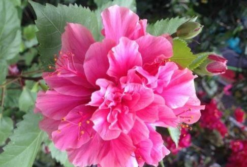 「养盆」喜欢玫瑰,不如养盆“十大名菊”墨菊,花色如墨,冷酷高贵,真美