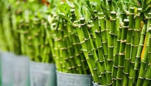  『要注意保持』家里有儿童的可以养这些清新的净化植物，很适合养成小盆栽