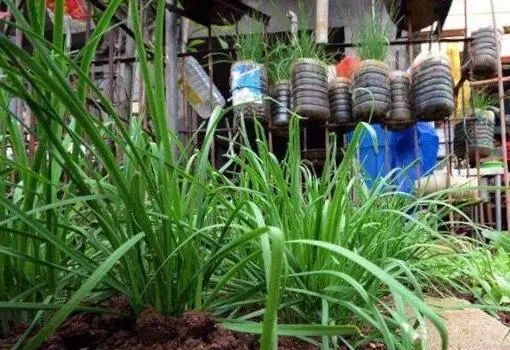  「来种菜」阳台种菜种密了,一个小窍门就能解决,还能多收获二十盆菜