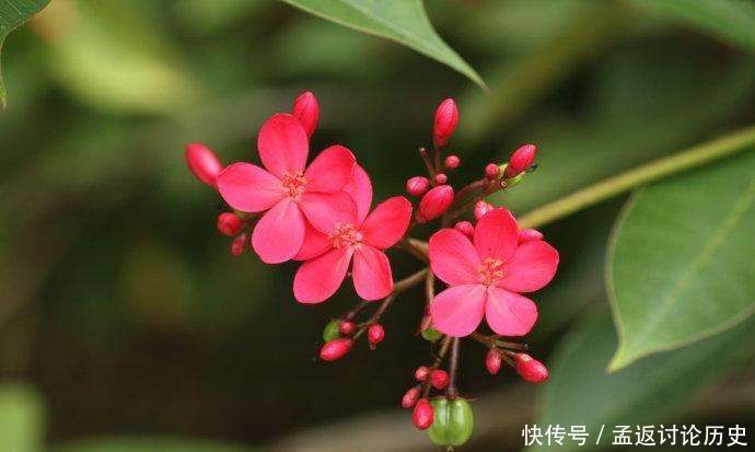  [种花]很可爱的3种花，赪桐、日日樱、洋金凤，都见过的人不多！