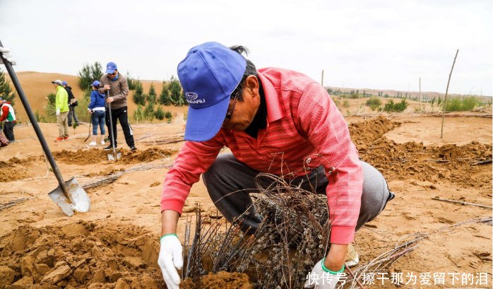中国即将治理成功的沙漠，却来了一群“捣蛋鬼”，治沙者白忙了