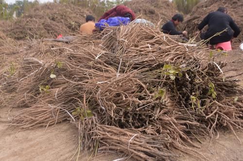  【远销】农村有种植物曾远销全国各地，今烂市无人问津，种植户