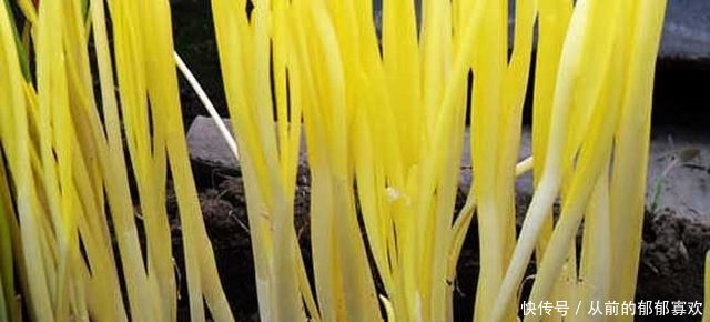 农民利用大棚种它，亩产2000斤，市价每斤十元