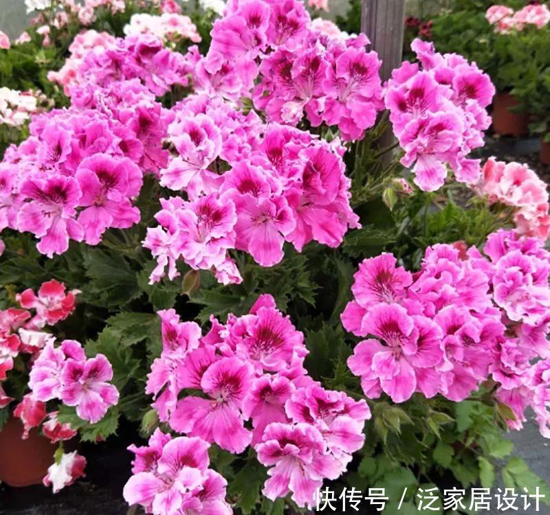 每种■110种天竺葵,每种都超美,看看你认识多少种?
