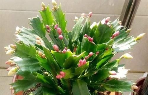  『开过花』5种花，冬天“扦插”刚刚好，1盆变多盆，太划算！
