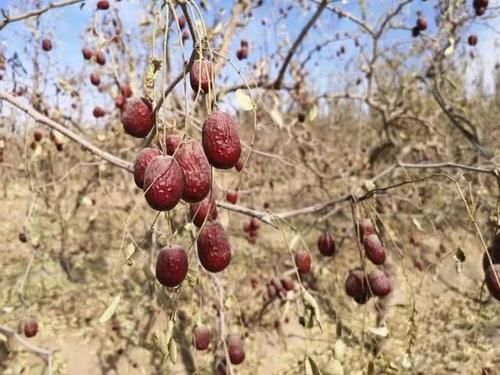  上市|几百万吨果同时上市，你不卖，有的是人卖，价格太低果农叫