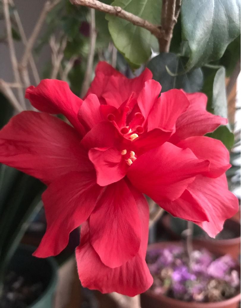  「光照」土里加点它，花蹭蹭爆盆，颜色亮的直耀眼