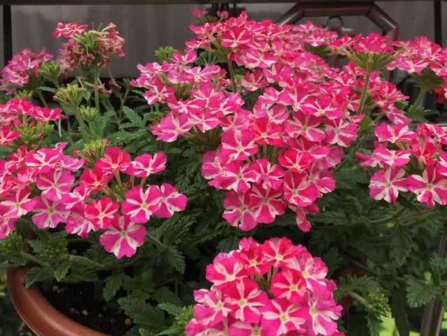  【铺地锦】家里盆栽植物有它就够了，花色五彩缤纷“颜值”高，还你一片花海！