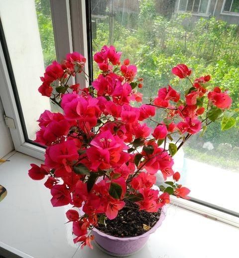  够快速：养花最怕“乱浇水”，按照此“原则”，能省“十年养花功”