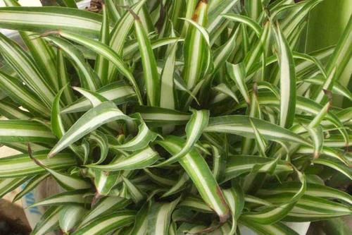  特别：这些花便宜也别养，开花不断，并且花期还特久，特别容易开花