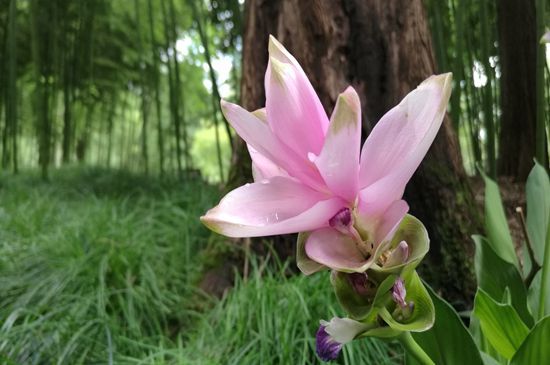 “热带郁金香”，在西湖边开啦