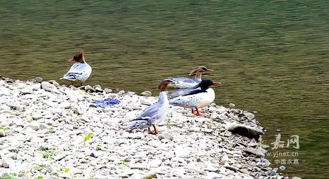 “水上大熊猫”中华秋沙鸭连续四年现身楠溪江