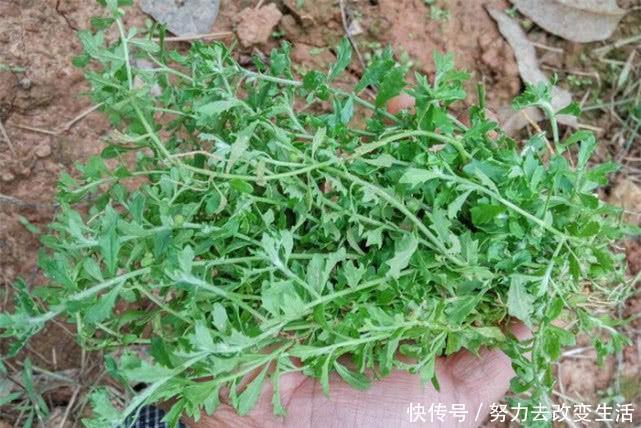 农村“鹅不食草”，鸡鸭牛羊不爱吃，人们却当宝贝，晒干是中草药