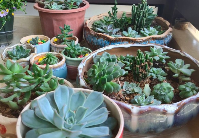  解植物■“养花杀手”养出来的花是什么样子？哈哈哈，笑死我了！