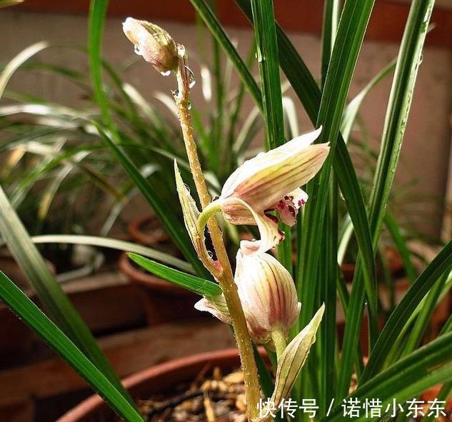 想要养好兰花第一步，先了解兰花花芽出来的时间，对症施肥开花多