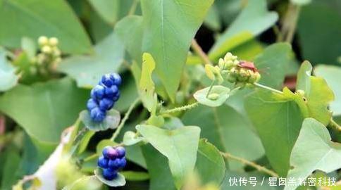  野菜@在农地里，1种野菜别踩踏，价值比三叶草还高，你见过吗？