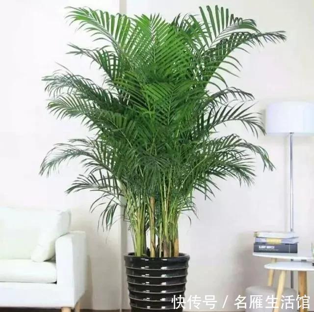 金钱树|客厅摆放什么植物,优雅大方又有温馨氛围?