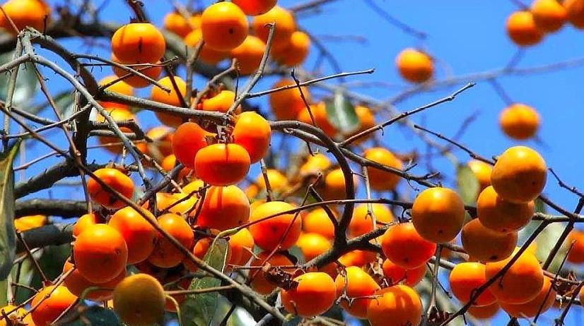  #蚧壳虫#农村一种果树，农民不用农药，但是卖不上价格，连小孩