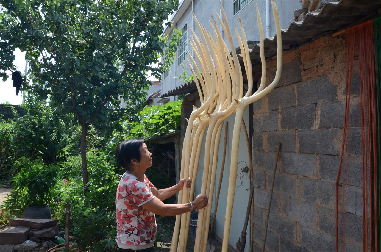 农村七旬老人植桑制杈50年，一年做五百杆桑杈，感叹手艺要消失