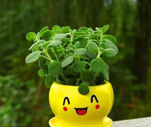 「室内」这种植物,能食用能驱蚊,香味浓甜惹人迷,家里养一盆,比绿萝强