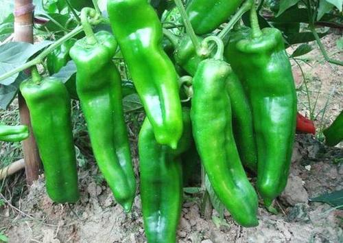 经常吃辣椒是致癌还是抗癌，网络传言太可恶，靠谱的答案是这样！