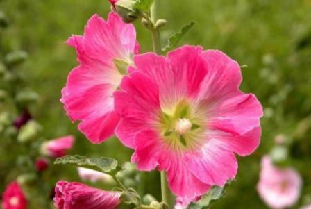  『粉嫩』新手养花，不如养盆花中精品“美粉菊”，花姿优美，粉嫩娇羞