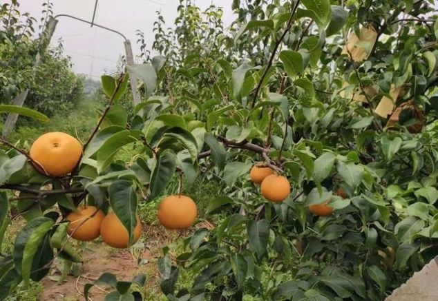 2万斤梨遇滞销，比市场价便宜1块钱仍卖不出去，农户心急如焚