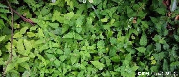  「成了」曾被农民列为“5大害草”之一的植物，现在成了稀罕物，