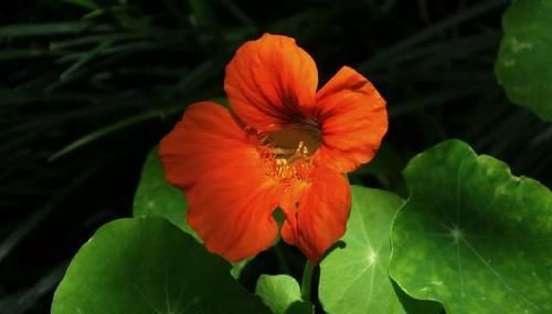 【常见】有一种莲花,不需要水,一年四季都开花,花香色艳,绿化带常见