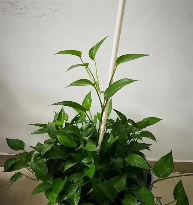  绿油油■养绿萝,注意4细节,随便养都爆盆,枝繁叶茂长成“绿瀑布”!
