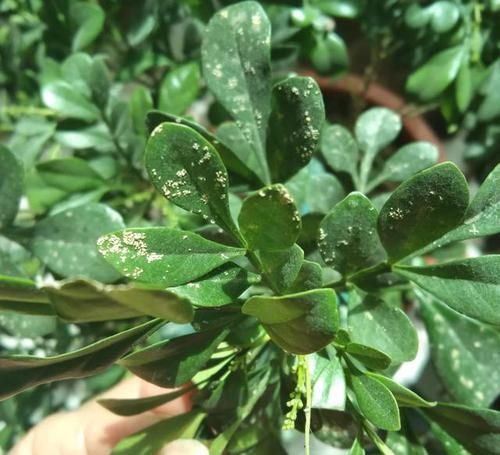  杀菌剂：米兰花盆栽常见细菌性病害，常被当作虫害防治，真菌性杀菌剂无效