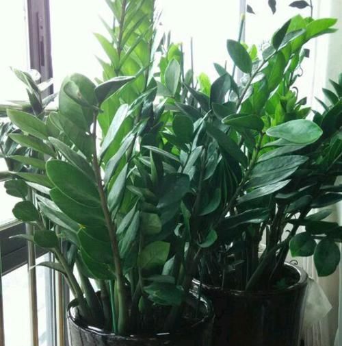  『底肥』金钱树上盆怎么安全使用复合肥做底肥？园艺师分享了两点实操经验