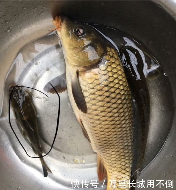 「商品」钓鲤鱼喜欢用商品饵?别闹了,遇到这些“杂粮”鲤鱼咬钩才叫凶