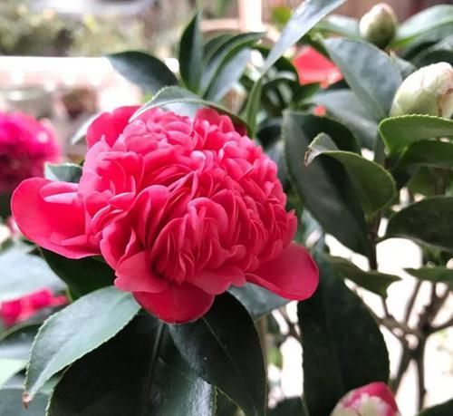  『施加肥料』茶花掉花苞咋办？就是没有注意这几点，现在挽救还不晚！